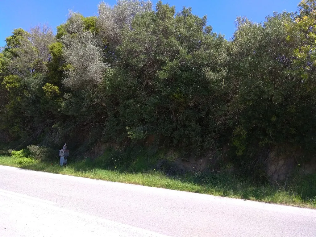 οικόπεδο προς πώληση 3000 τ.μ  Χαλκιδική