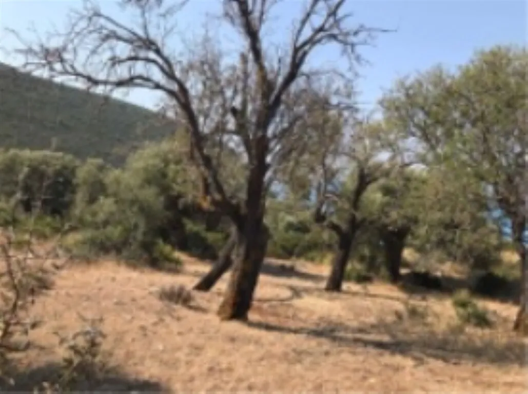 οικόπεδο προς πώληση 13650 τ.μ  Νομός Λευκάδας
