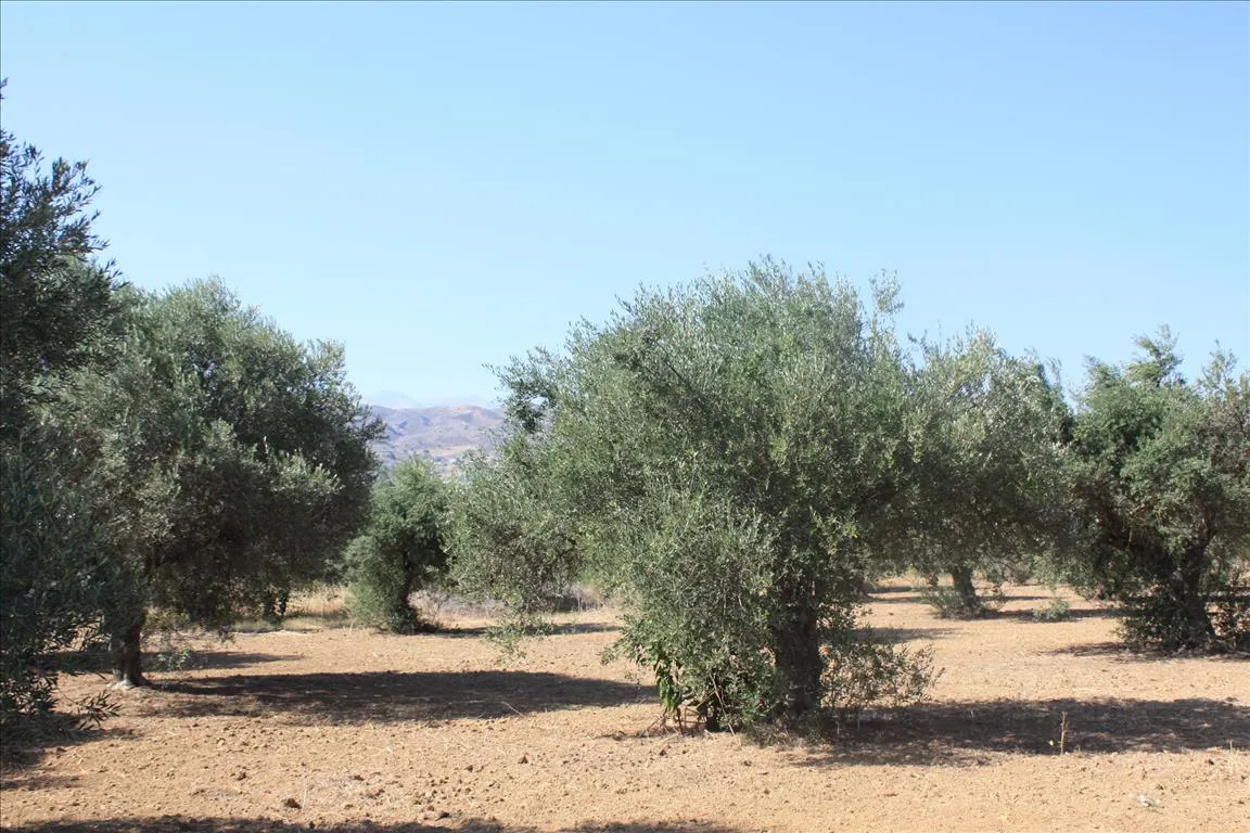 οικόπεδο προς πώληση 10500 τ.μ Χανιά Νομός Χανίων