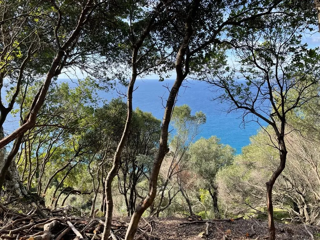 οικόπεδο προς πώληση 6260 τ.μ Κέρκυρα Νομός Κέρκυρας