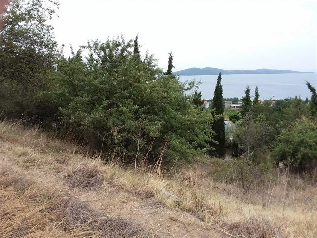οικόπεδο προς πώληση 13000 τ.μ Αριστοτέλης Χαλκιδική
