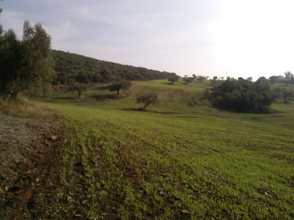 οικόπεδο προς πώληση 45000 τ.μ Πολύγυρος Χαλκιδική