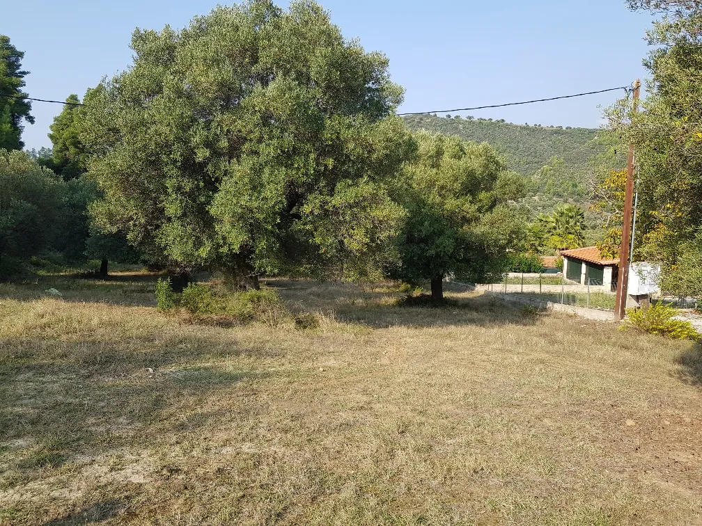 οικόπεδο προς πώληση 8000 τ.μ Κασσάνδρα Χαλκιδική