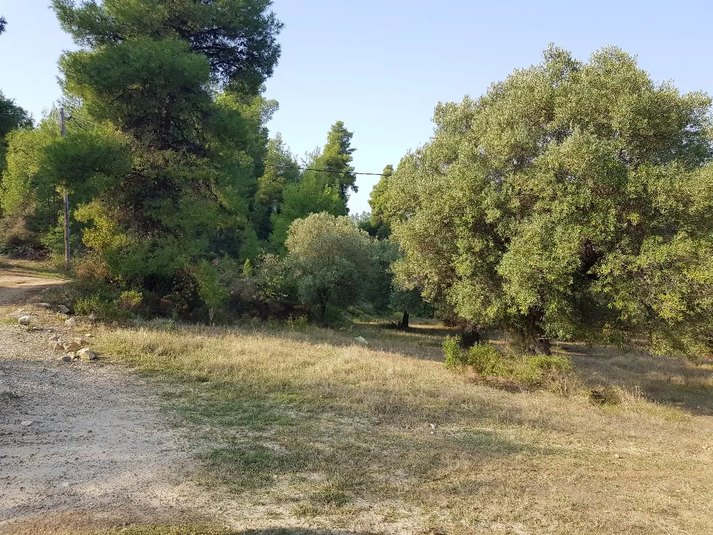 οικόπεδο προς πώληση 8000 τ.μ Κασσάνδρα Χαλκιδική