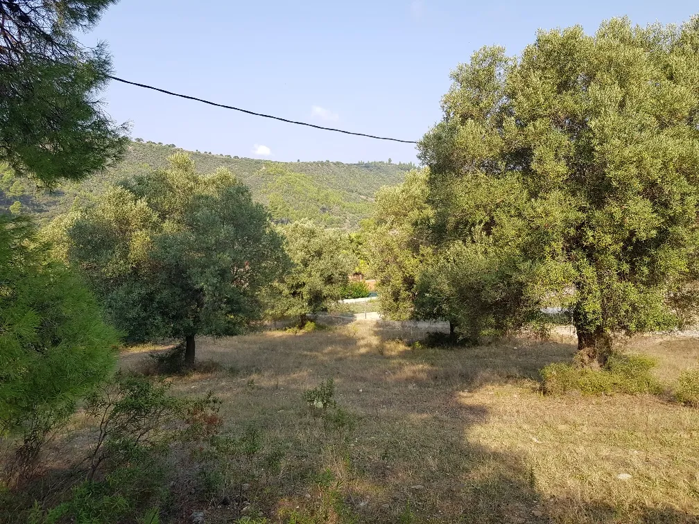 οικόπεδο προς πώληση 8000 τ.μ Κασσάνδρα Χαλκιδική