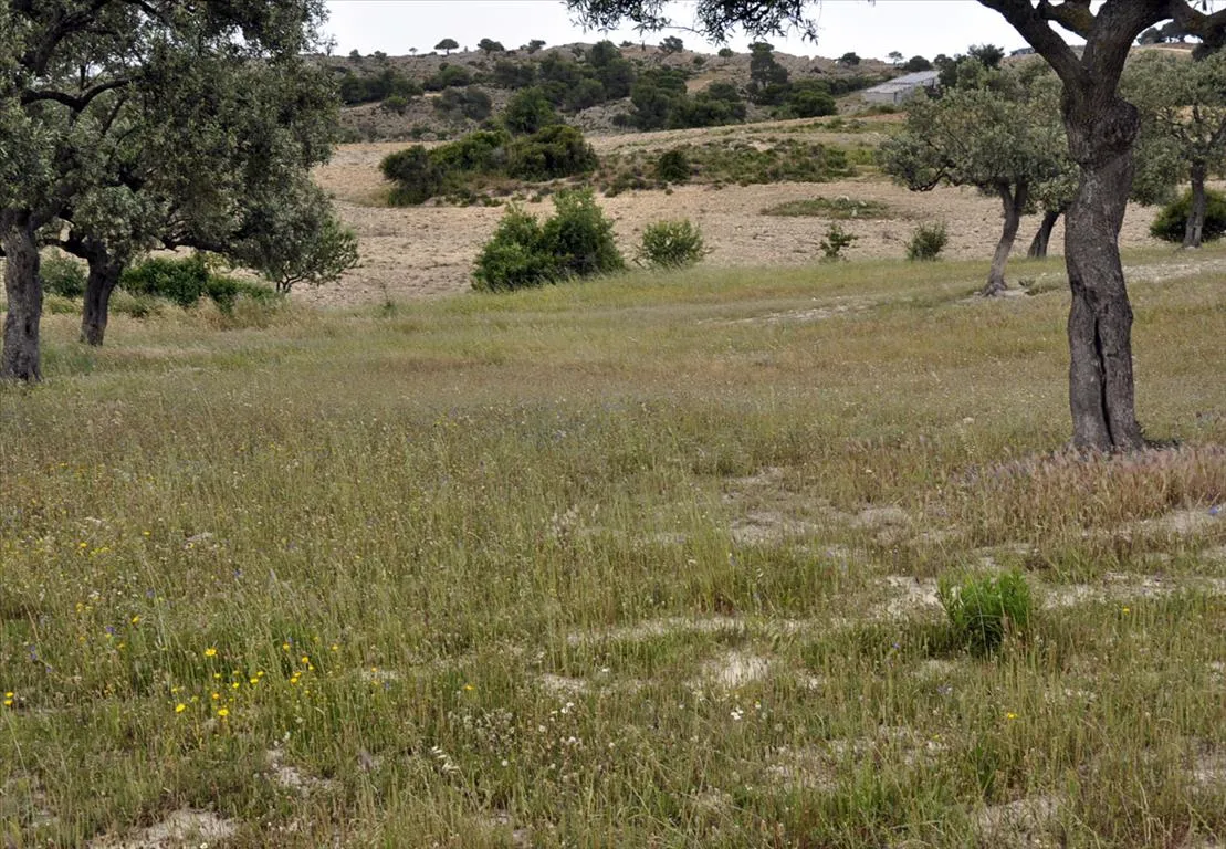 οικόπεδο προς πώληση 4000 τ.μ Σιθωνία Χαλκιδική