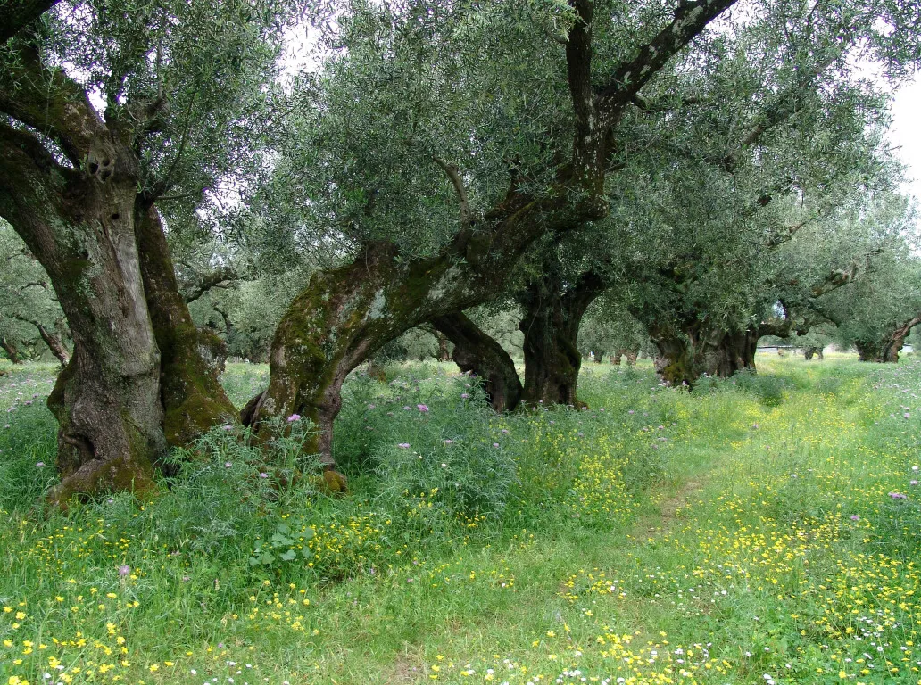 οικόπεδο προς πώληση 8500 τ.μ Αρκάδι Ζάκυνθος
