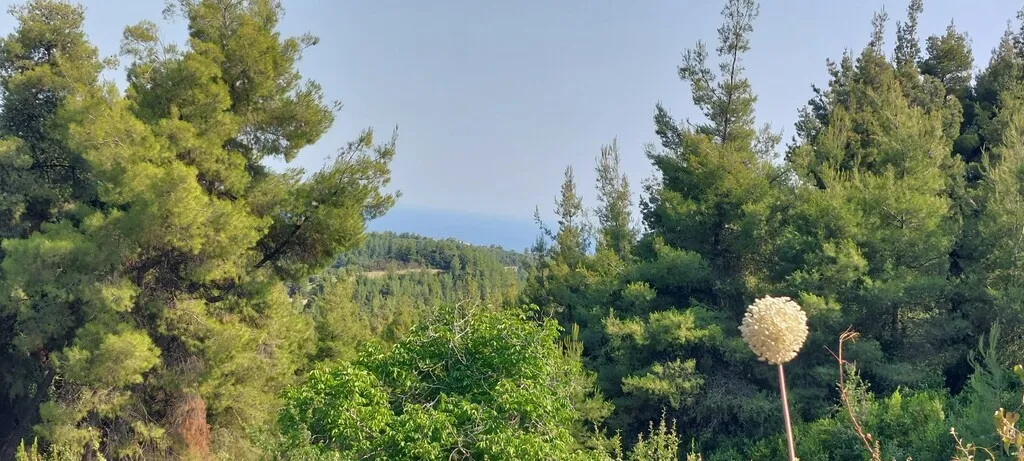 οικόπεδο προς πώληση 6150 τ.μ Κασσάνδρα Χαλκιδική