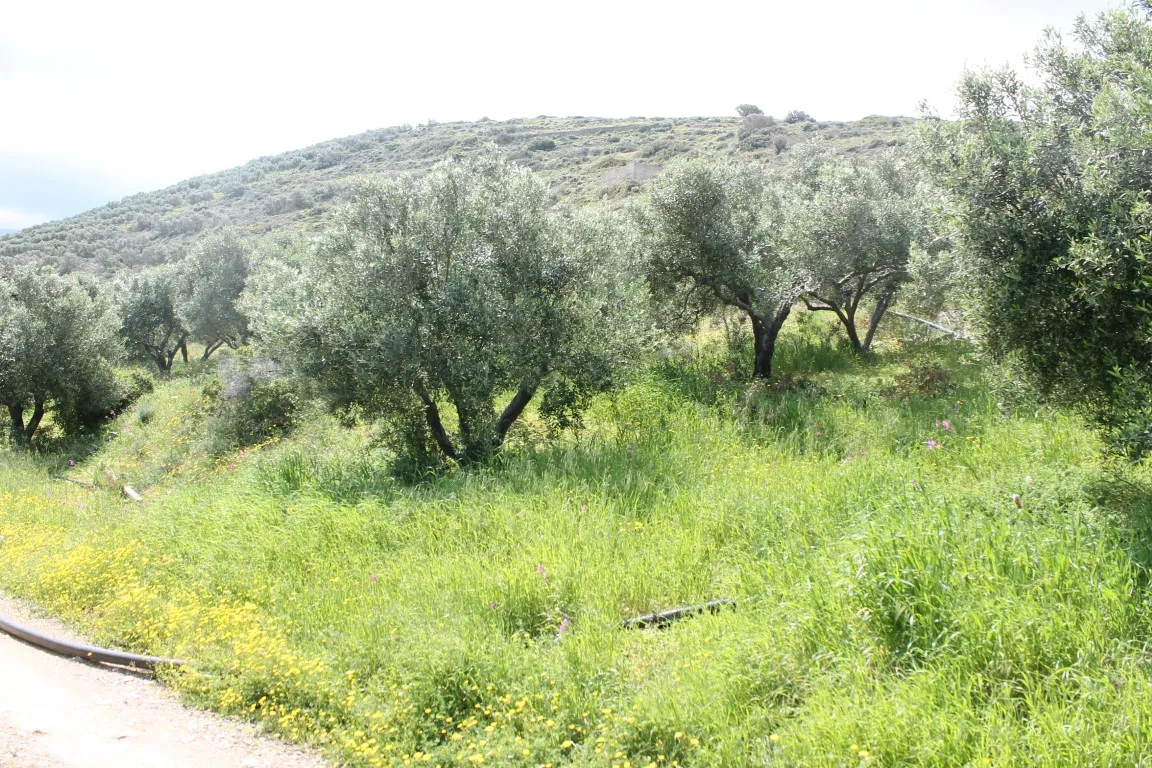 οικόπεδο προς πώληση 6890 τ.μ Σητεία Νομός Λασιθίου
