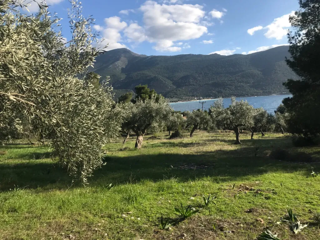 οικόπεδο προς πώληση 3660 τ.μ Βίλια Υπόλοιπη Αττικής