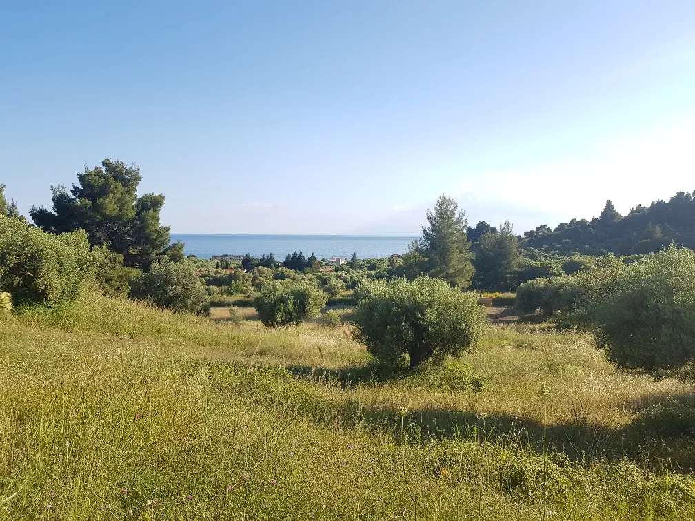 οικόπεδο προς πώληση 4500 τ.μ Κασσάνδρα Χαλκιδική