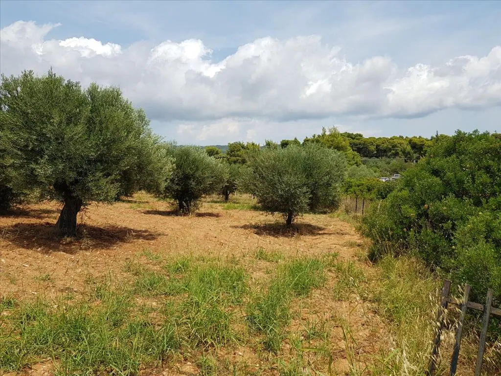 οικόπεδο προς πώληση 5078 τ.μ Σιθωνία Χαλκιδική