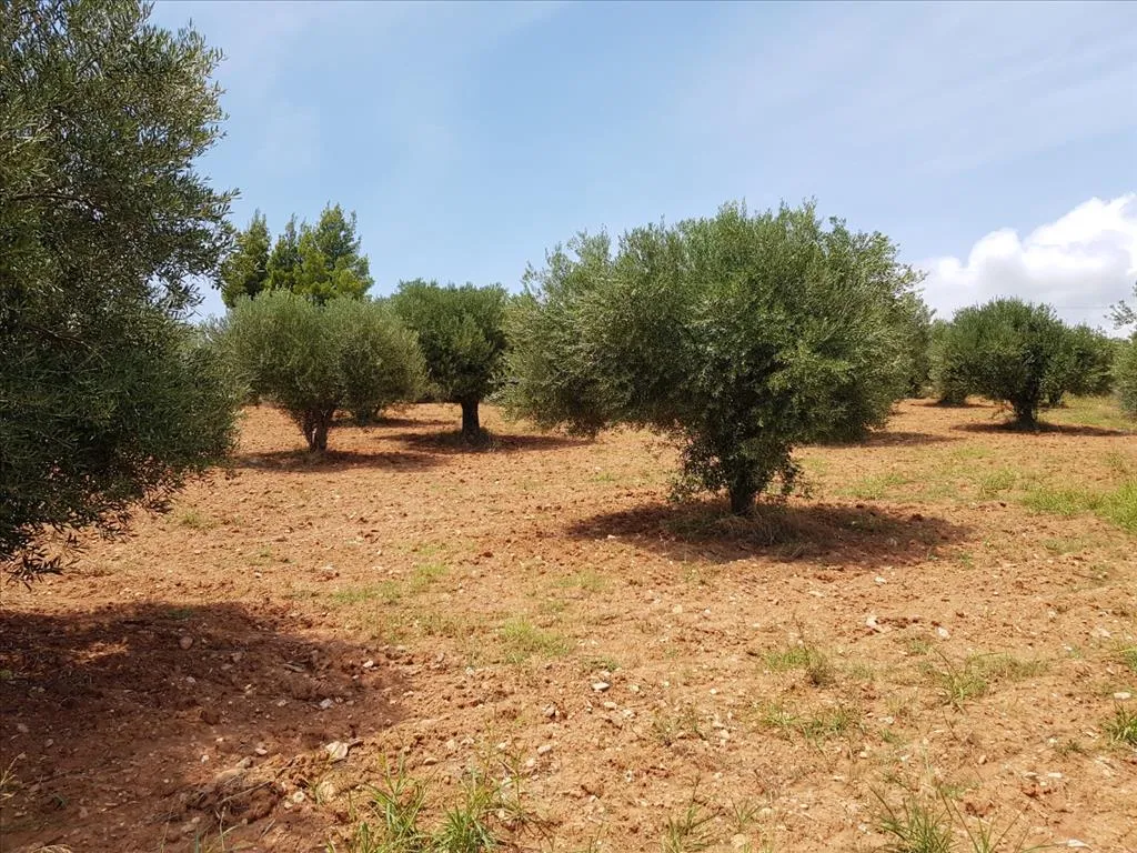 οικόπεδο προς πώληση 5078 τ.μ Σιθωνία Χαλκιδική