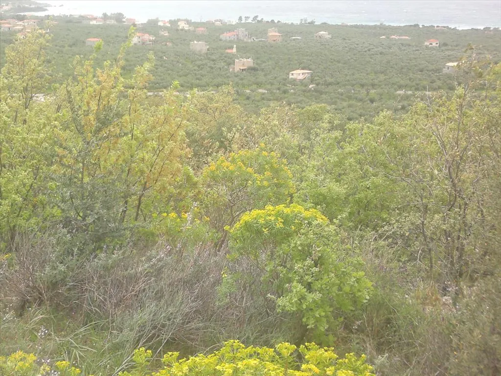 οικόπεδο προς πώληση 3200 τ.μ Λεύκτρο Μεσσηνία