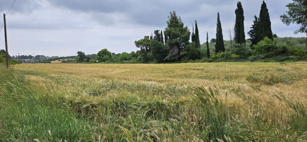 οικόπεδο προς πώληση 14500 τ.μ Κασσάνδρα Χαλκιδική