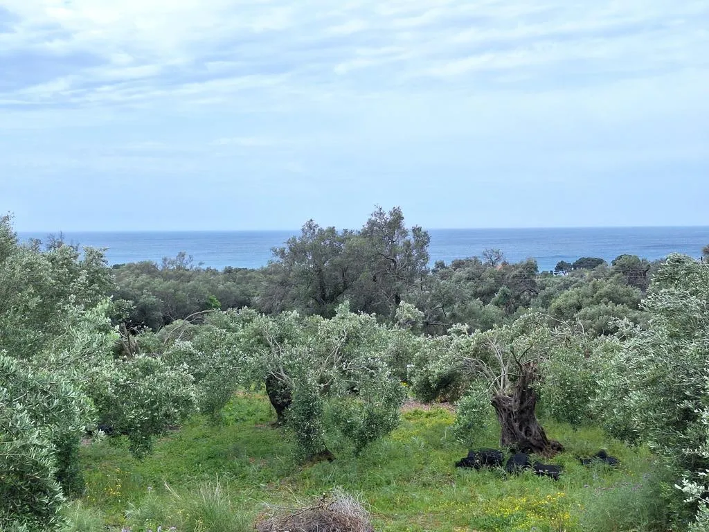 οικόπεδο προς πώληση 7000 τ.μ Κέρκυρα Νομός Κέρκυρας