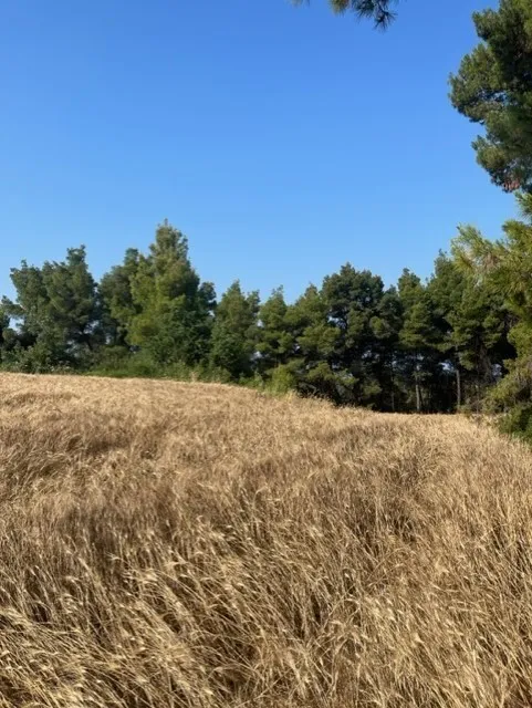 481