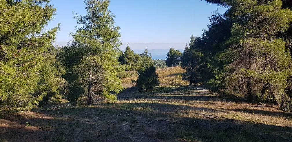 οικόπεδο προς πώληση 3200 τ.μ Κασσάνδρα Χαλκιδική