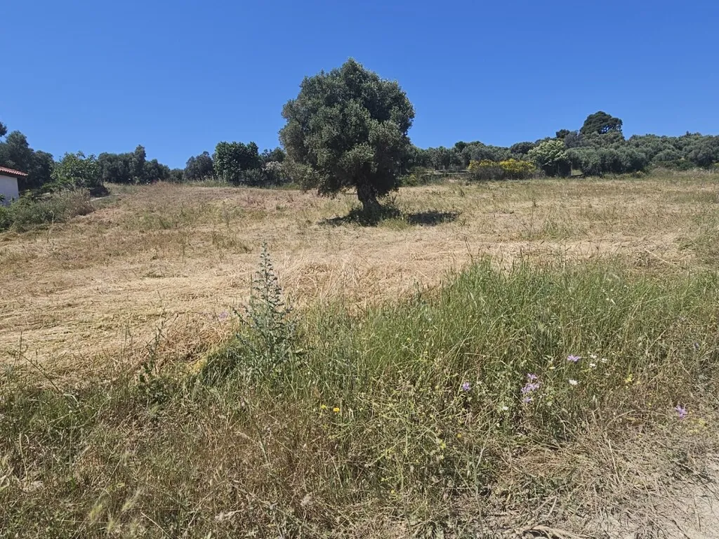 οικόπεδο προς πώληση 5800 τ.μ Κασσάνδρα Χαλκιδική