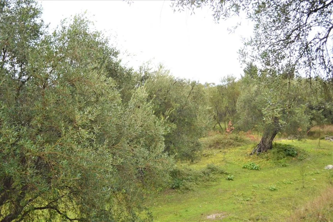 οικόπεδο προς πώληση 3700 τ.μ Κέρκυρα Νομός Κέρκυρας