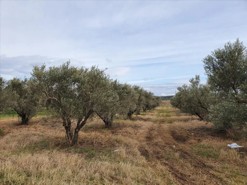 οικόπεδο προς πώληση 1500 τ.μ Νέα Προποντίδα Χαλκιδική