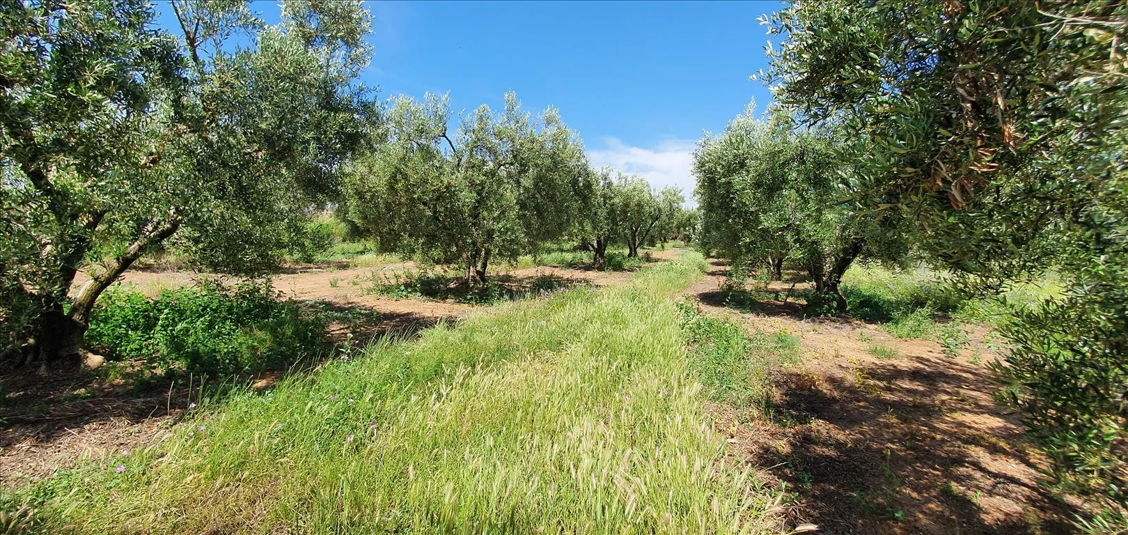 οικόπεδο προς πώληση 4686 τ.μ Νέα Προποντίδα Χαλκιδική