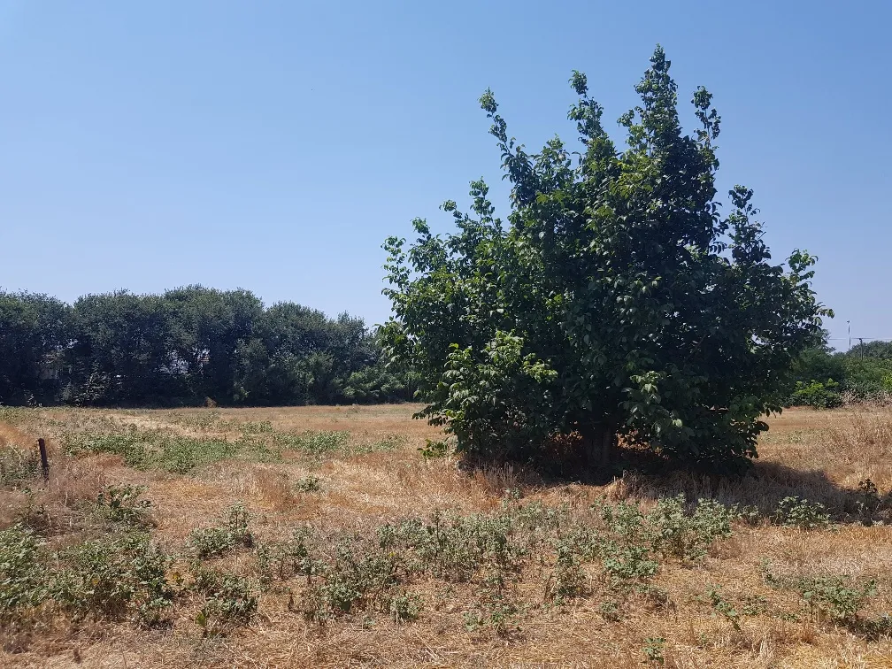 οικόπεδο προς πώληση 7500 τ.μ Κασσάνδρα Χαλκιδική