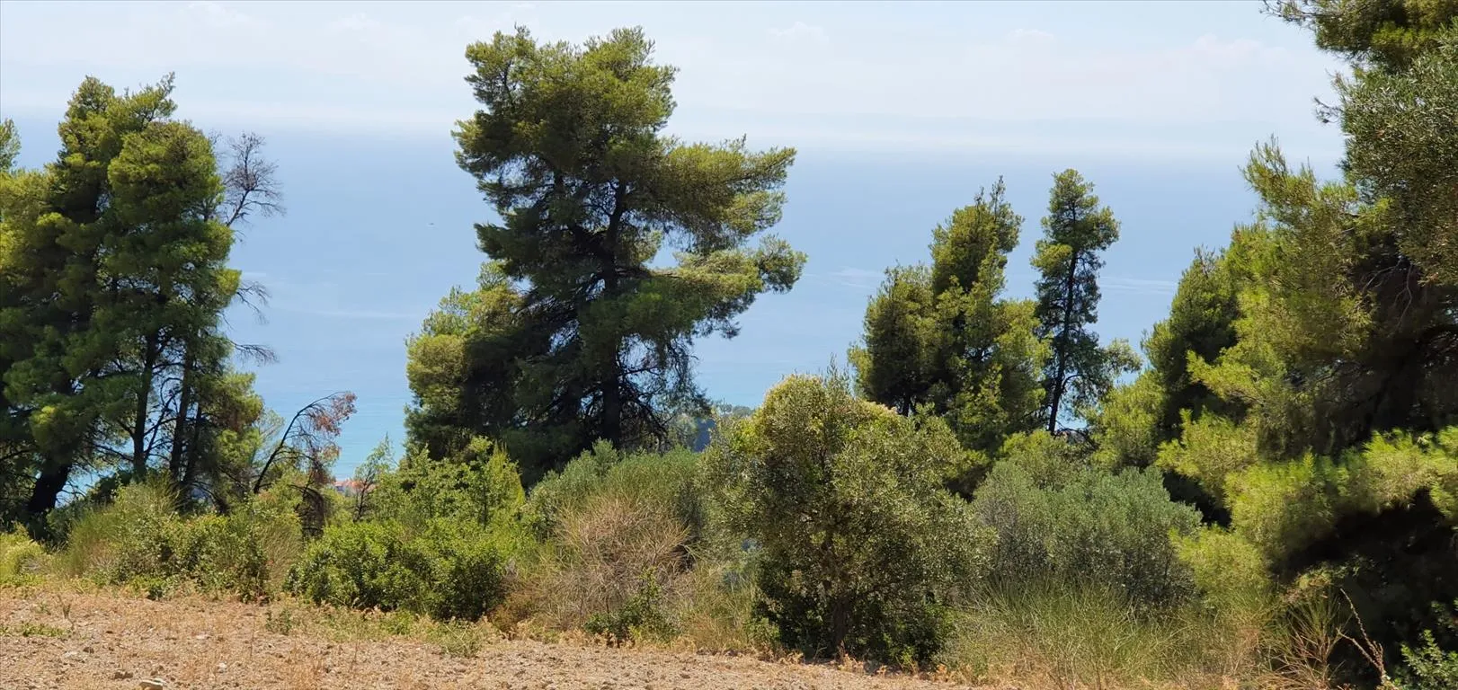 οικόπεδο προς πώληση 7700 τ.μ Κασσάνδρα Χαλκιδική