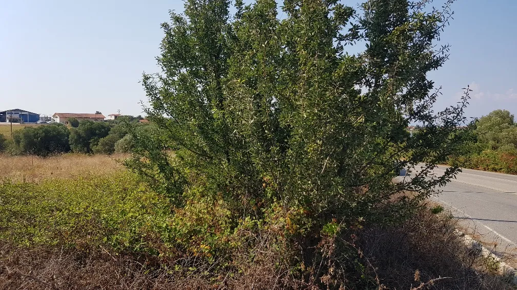 οικόπεδο προς πώληση 3255 τ.μ Κασσάνδρα Χαλκιδική