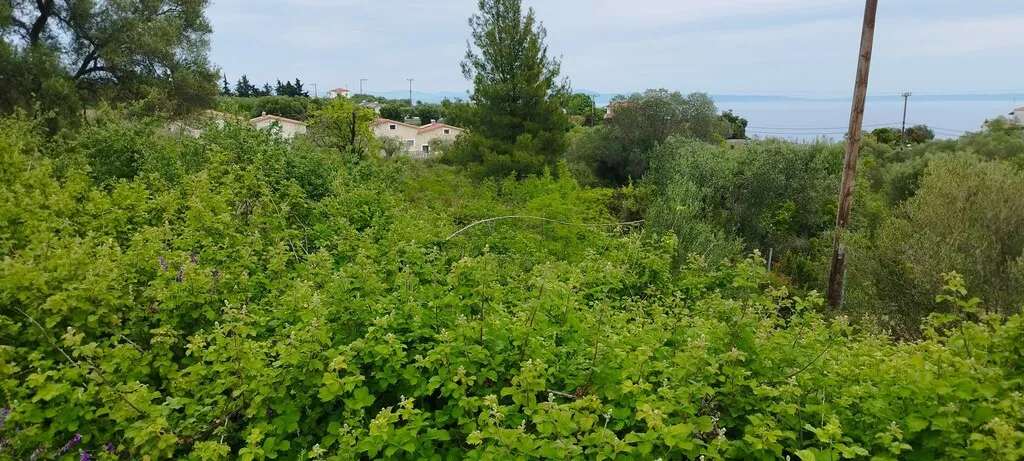 οικόπεδο προς πώληση 2417 τ.μ Κασσάνδρα Χαλκιδική