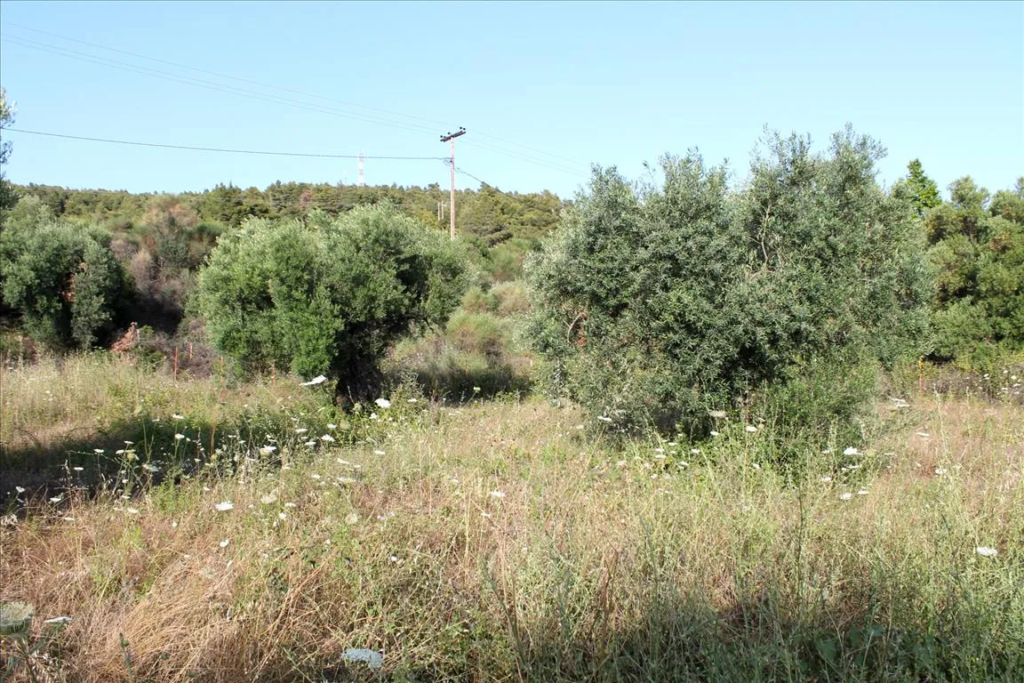 οικόπεδο προς πώληση 4000 τ.μ Σιθωνία Χαλκιδική
