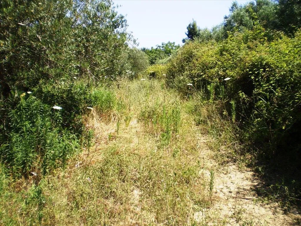 οικόπεδο προς πώληση 12250 τ.μ Κασσάνδρα Χαλκιδική