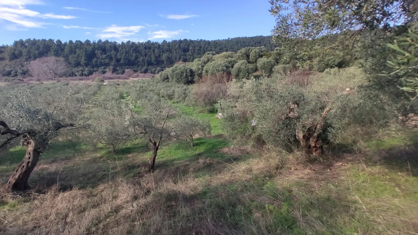 οικόπεδο προς πώληση 14000 τ.μ Σιθωνία Χαλκιδική
