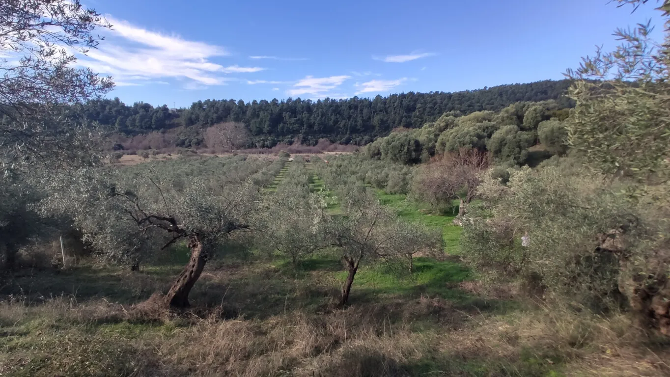 οικόπεδο προς πώληση 14000 τ.μ Σιθωνία Χαλκιδική