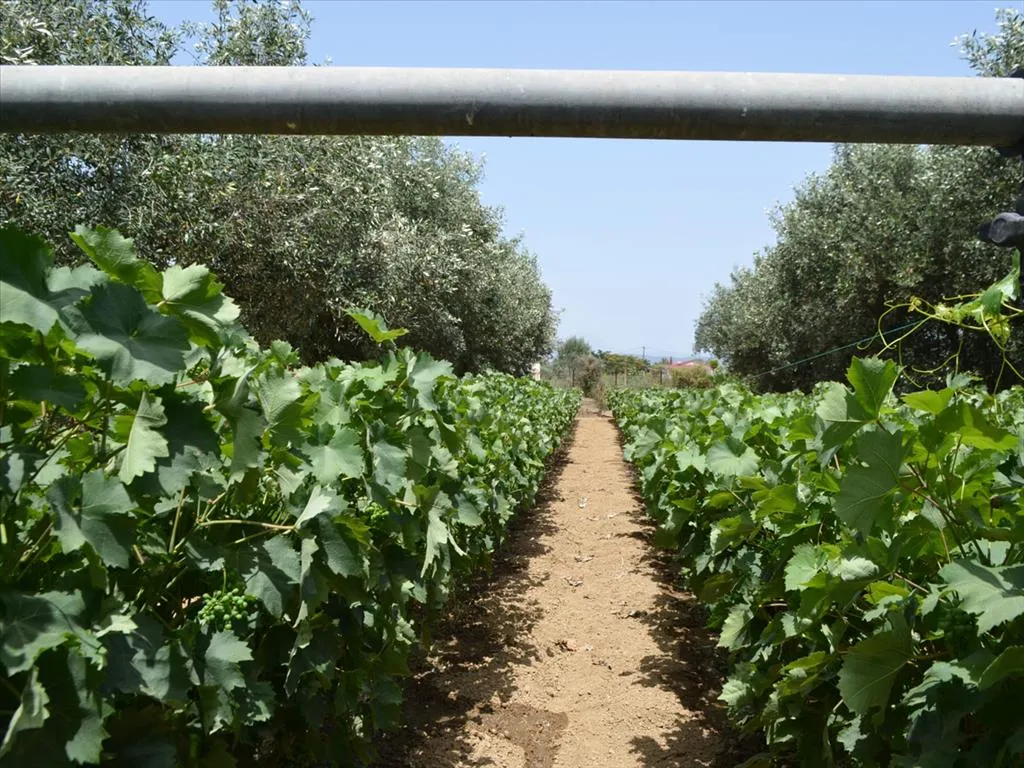 οικόπεδο προς πώληση 3000 τ.μ Ληλάντιο Εύβοια