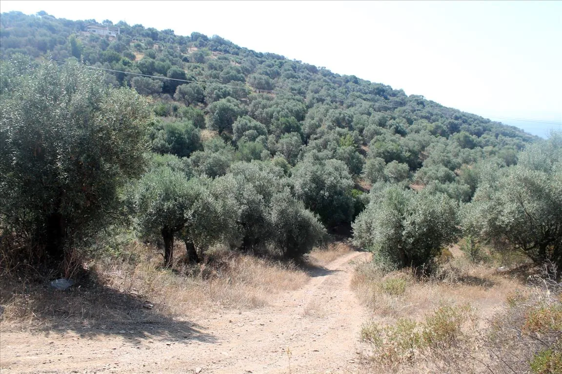 οικόπεδο προς πώληση 10000 τ.μ Αριστοτέλης Χαλκιδική