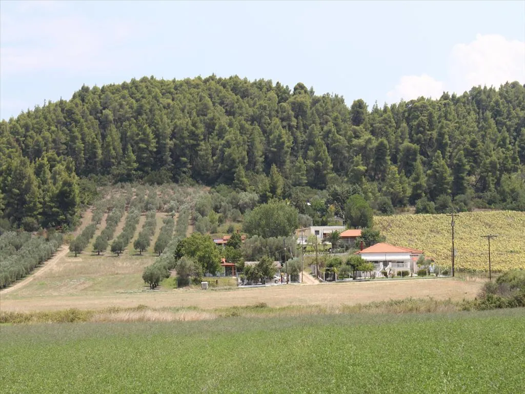 οικόπεδο προς πώληση 8000 τ.μ Κασσάνδρα Χαλκιδική