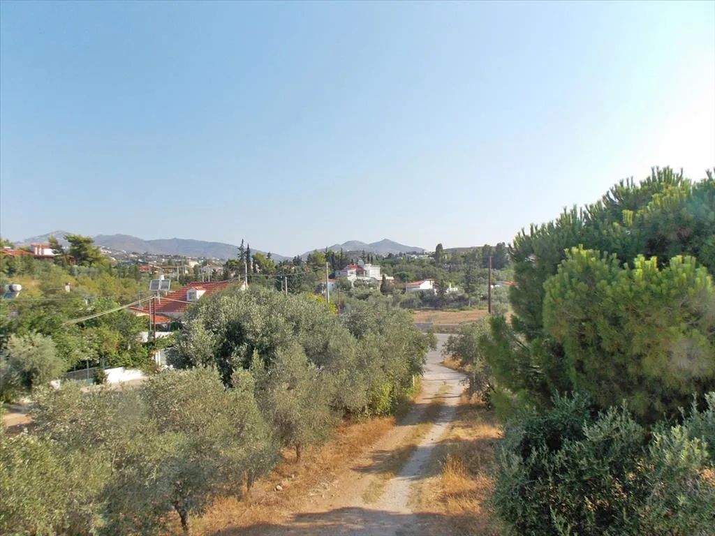 οικόπεδο προς πώληση 3000 τ.μ Παλλήνη Ανατολικά Αθήνας