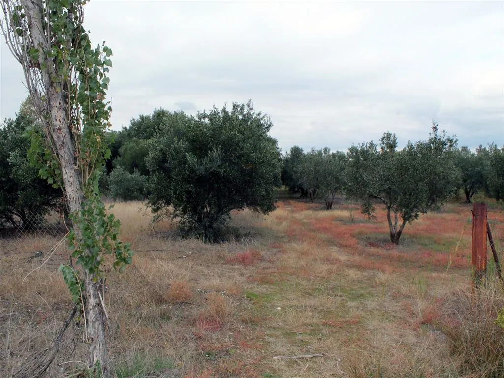 οικόπεδο προς πώληση 4000 τ.μ Νέα Προποντίδα Χαλκιδική
