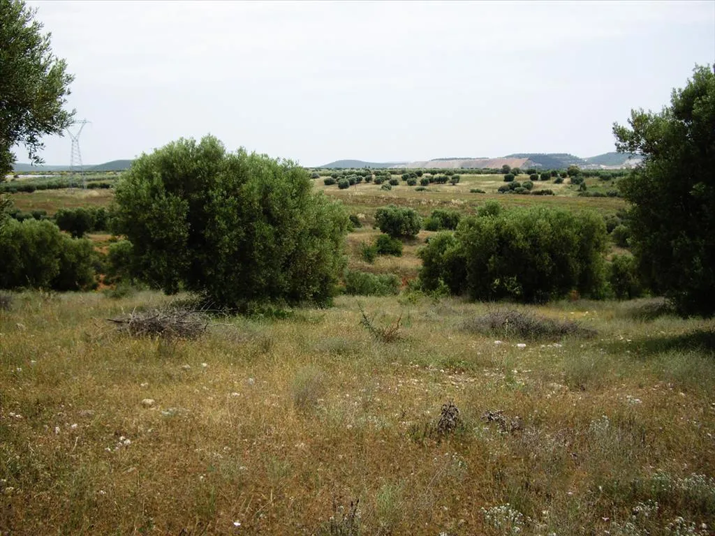 οικόπεδο προς πώληση 59063 τ.μ Πολύγυρος Χαλκιδική