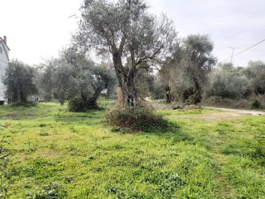οικόπεδο προς πώληση 2307 τ.μ Κέρκυρα Νομός Κέρκυρας