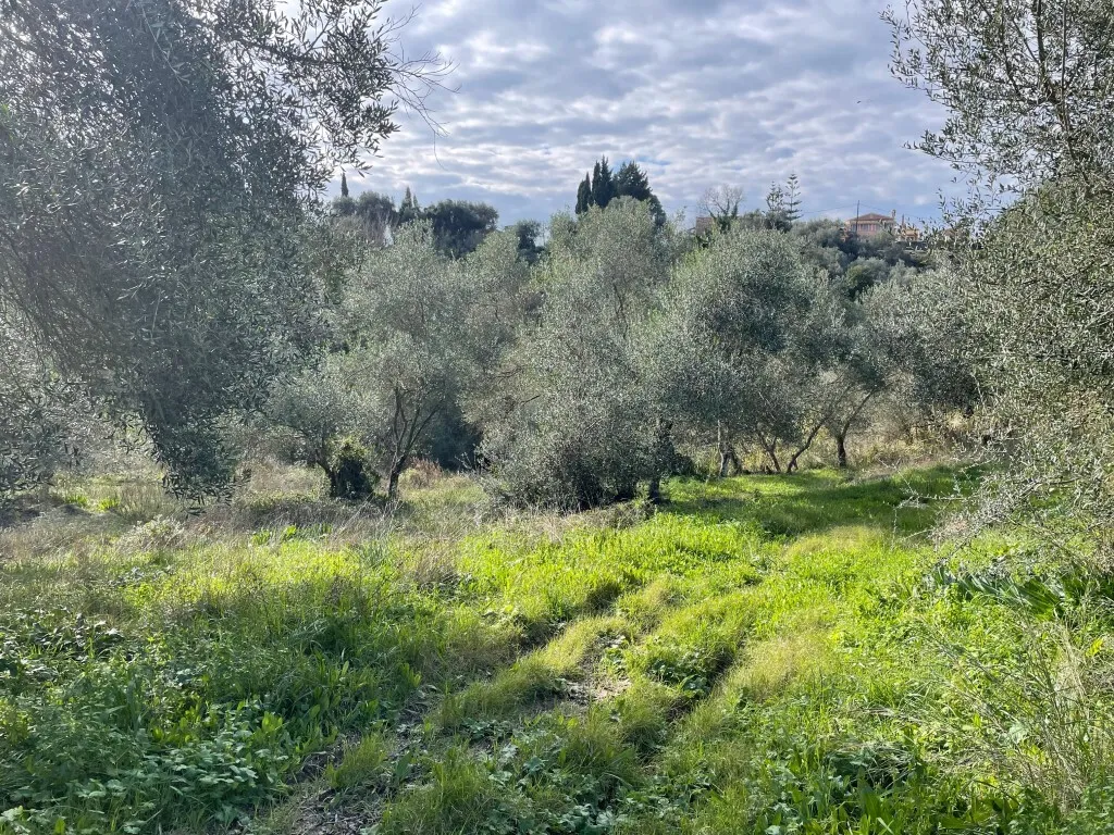 οικόπεδο προς πώληση 7754 τ.μ Κέρκυρα Νομός Κέρκυρας