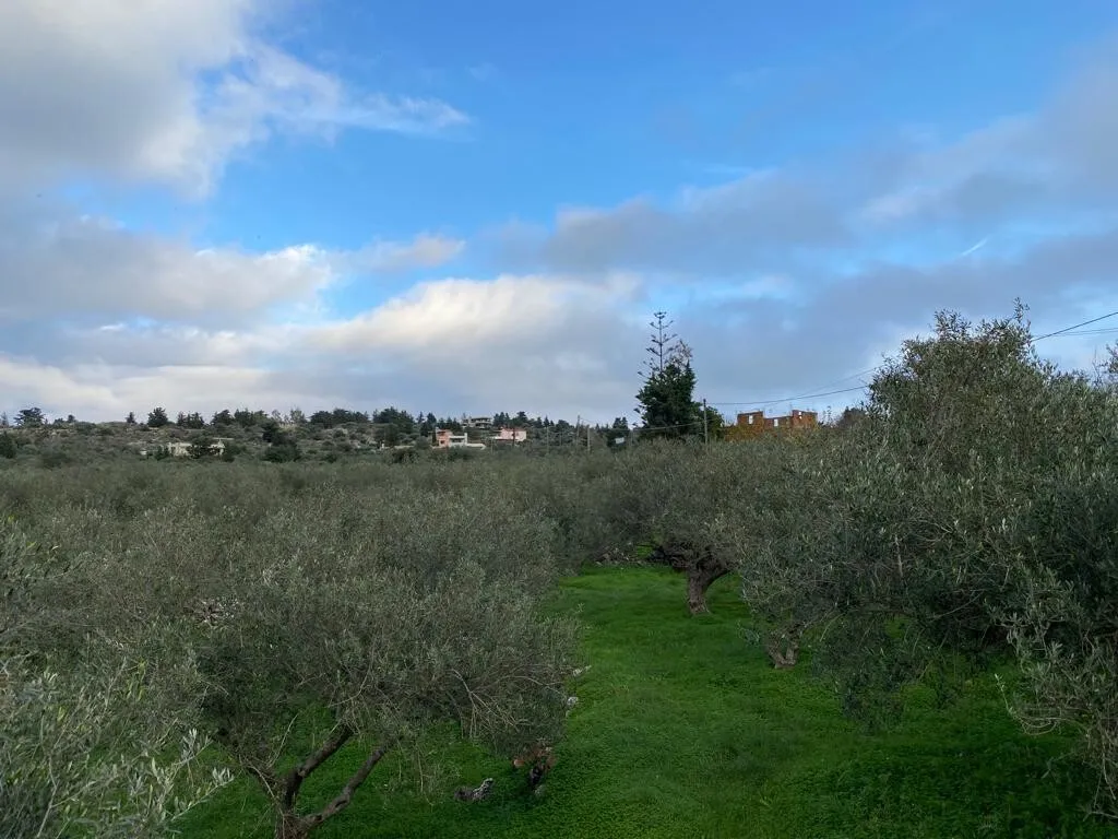 οικόπεδο προς πώληση 4017 τ.μ Βάμος Νομός Χανίων
