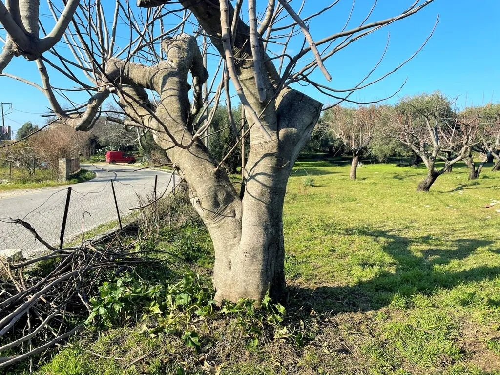 οικόπεδο προς πώληση 3675 τ.μ Κέρκυρα Νομός Κέρκυρας
