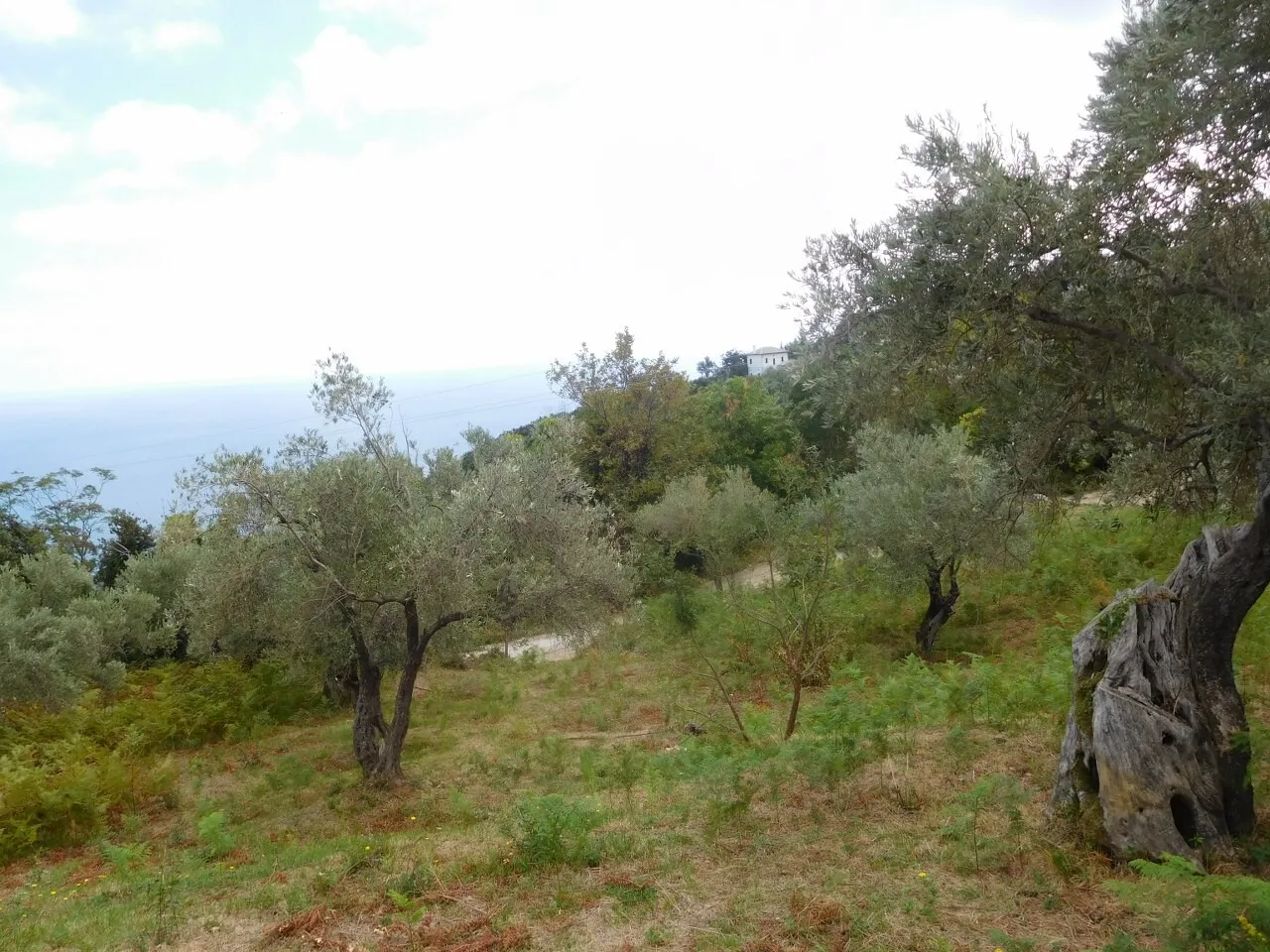 οικόπεδο προς πώληση 4020 τ.μ  Μαγνησία