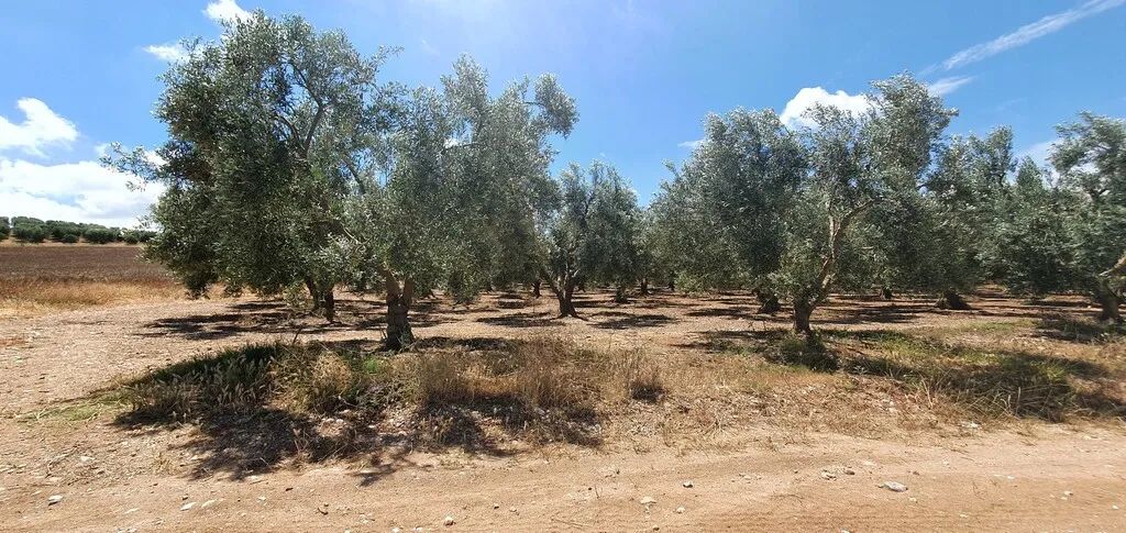 οικόπεδο προς πώληση 18000 τ.μ Νέα Προποντίδα Χαλκιδική