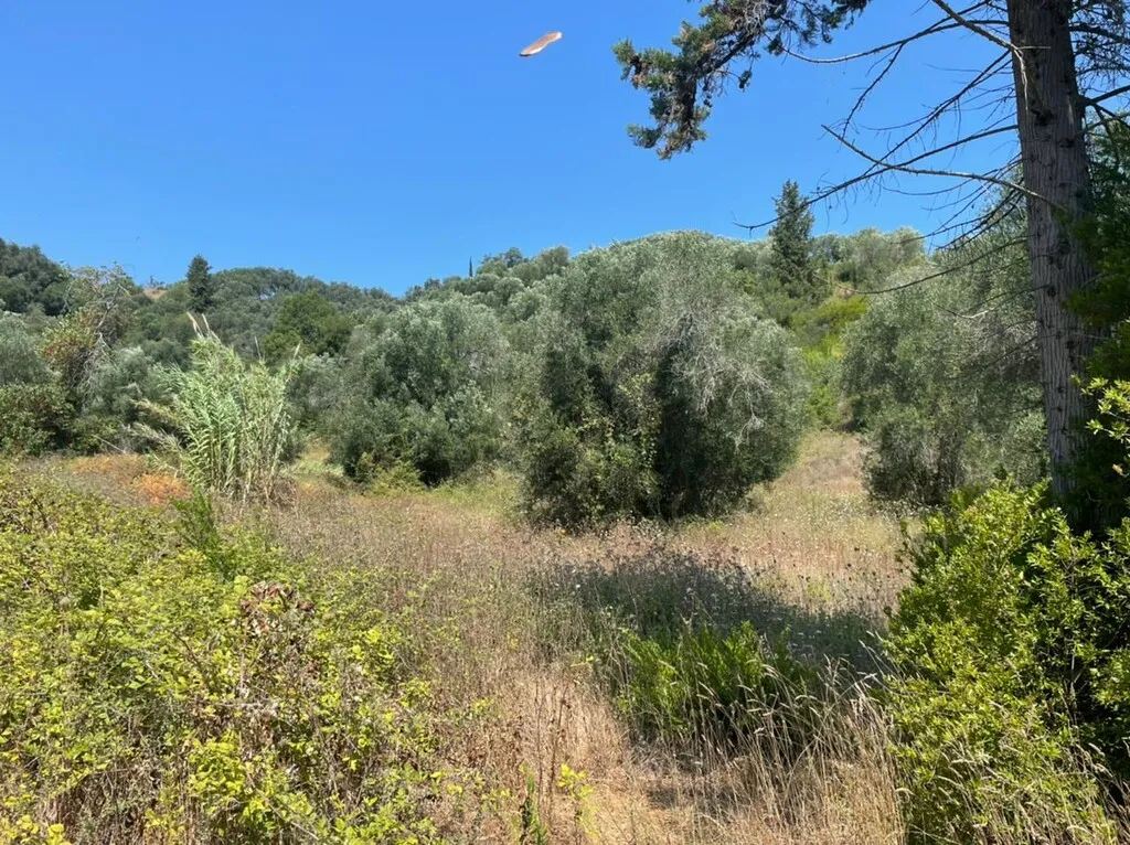 οικόπεδο προς πώληση 11450 τ.μ Κέρκυρα Νομός Κέρκυρας