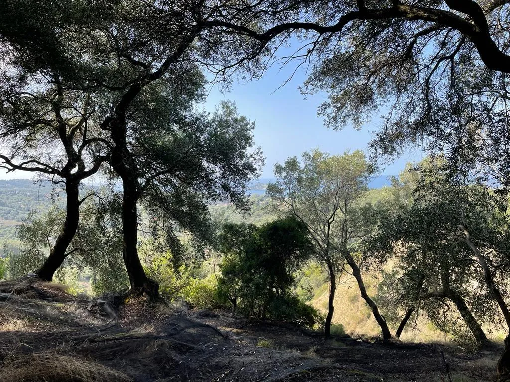 οικόπεδο προς πώληση 12000 τ.μ Κέρκυρα Νομός Κέρκυρας