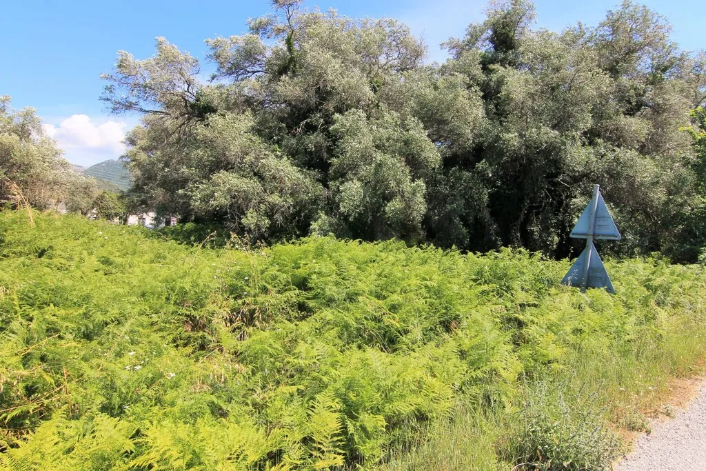 οικόπεδο προς πώληση 2000 τ.μ Κέρκυρα Νομός Κέρκυρας