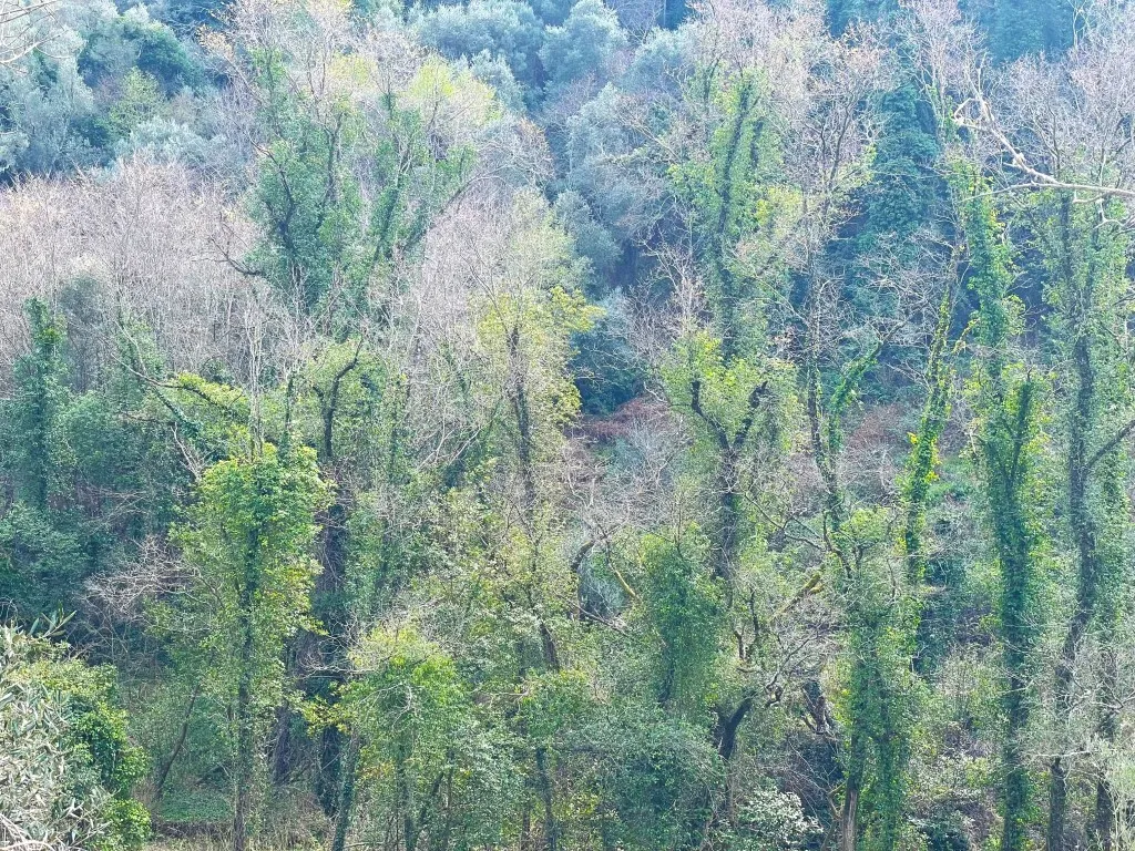 οικόπεδο προς πώληση 91445 τ.μ Κέρκυρα Νομός Κέρκυρας